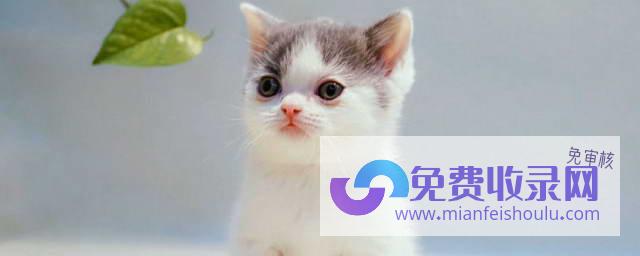 被猫抓出血是什么预兆