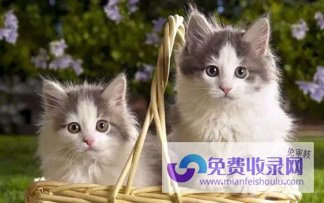 梦见猫怀孕 (梦见猫怀孕是什么预兆 女性解梦)