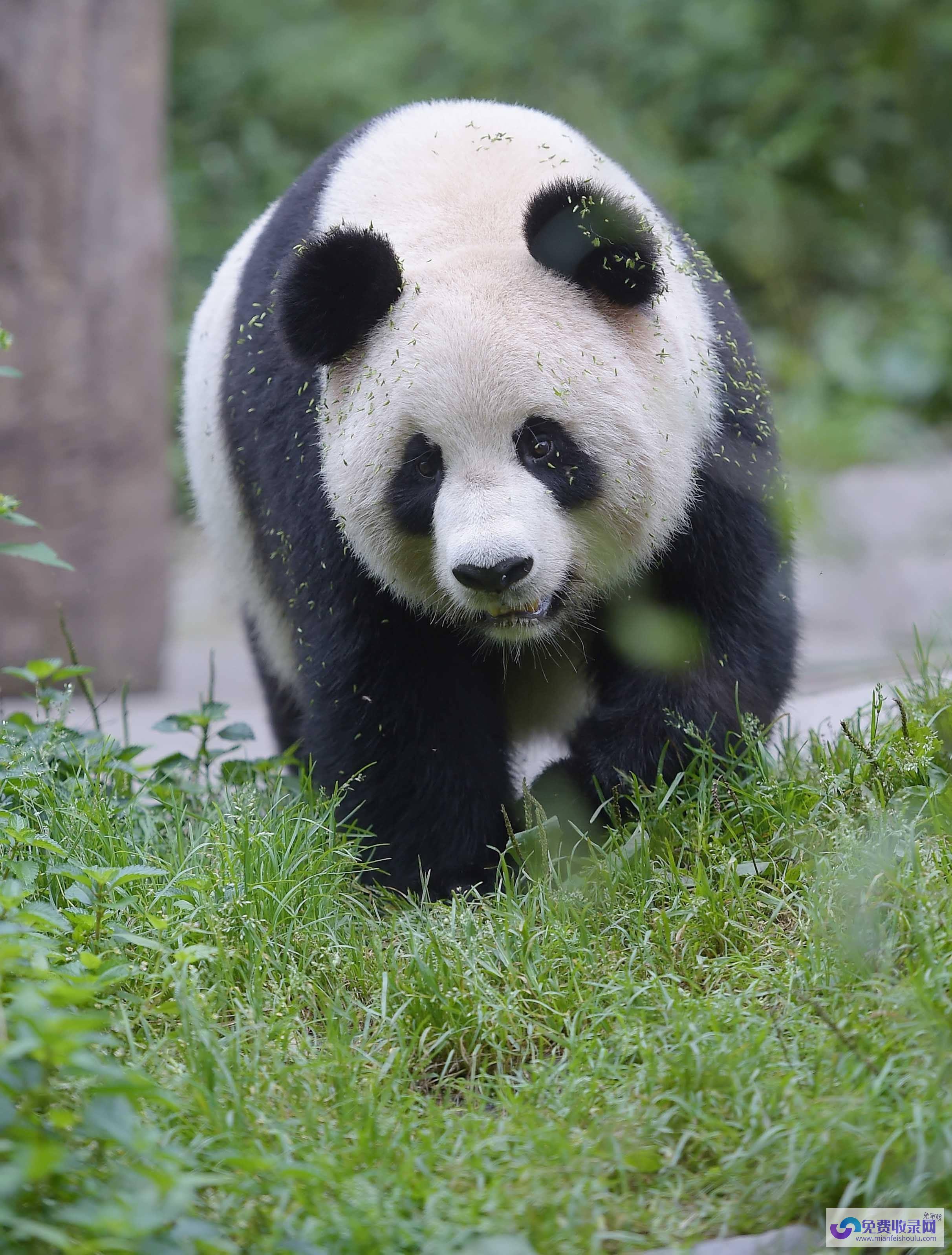 梦见大黑熊 (梦见大黑熊是什么预兆 女性)