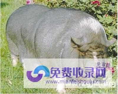 梦见大猪 (梦见大猪和小猪仔是什么征兆)