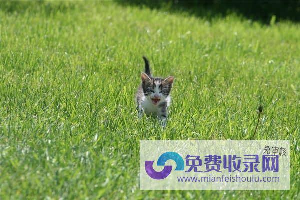 梦见收养猫 (梦见收养猫咪)