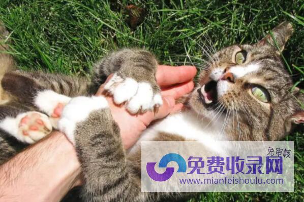 梦见猫咪死了 (梦见猫咪死了是什么征兆)