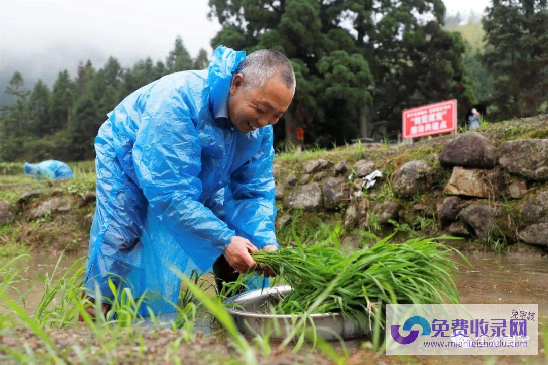 梦见别人在田里打稻谷